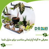 معرفی 10 گیاه آپارتمانی مناسب برای منزل شما